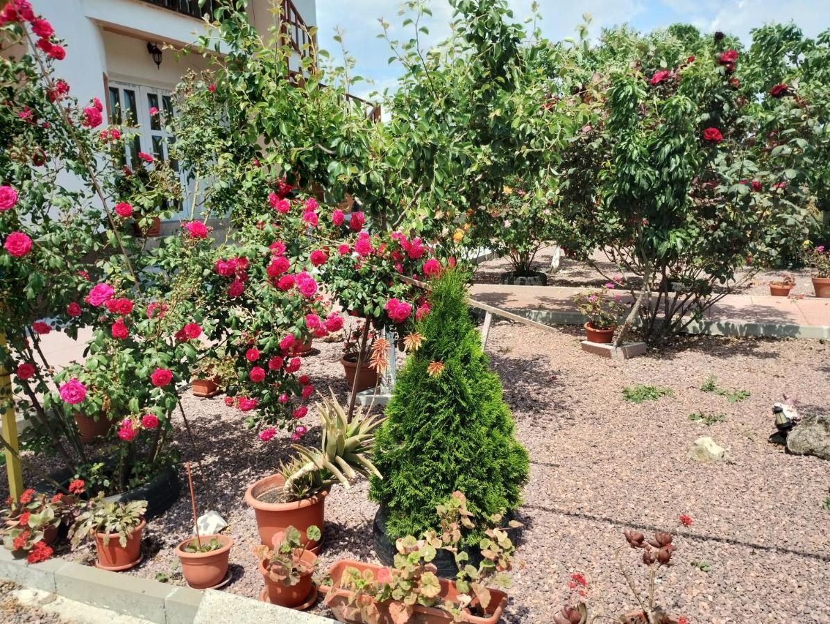 ホテル Casa Doina Douăzeci şi Trei August エクステリア 写真